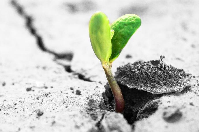 seed growing out of crack in concrete floor