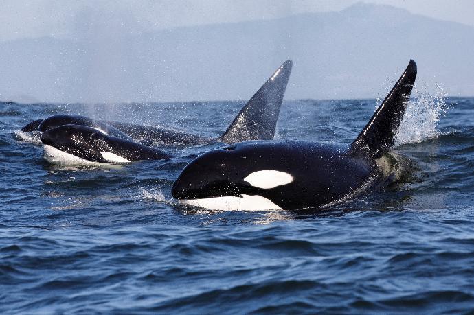 orcas sea with 4 orcas swimming