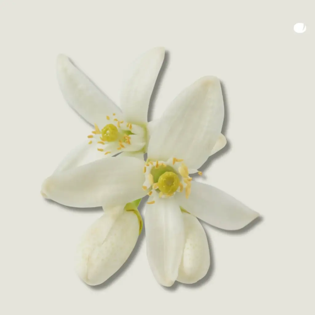 neroli-pomeransbloesem-tinge-gezichtsserum.webp
