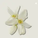 neroli-pomeransbloesem-tinge-gezichtsserum.webp
