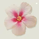 hibiscus-delicate-body-wash-tinge.webp